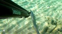 Spearfishing European Conger / Zıpkınla Mığrı Avı