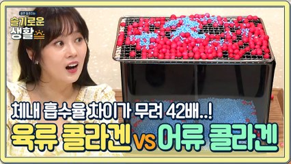 육류 콜라겐과 어류 콜라겐의 차이 (체내 흡수율이 무려 42배..!?)