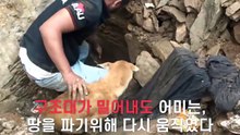 땅을 파고 바위를 씹어먹는 어미개의 사연..
