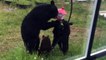 Mama Bear and Cubs Investigate Bird Feeder