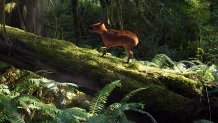 Equus - Story of the Horse. Part (1) - Origins