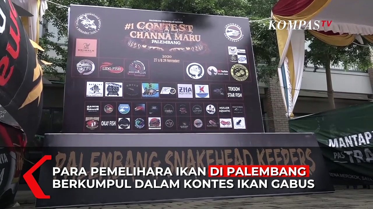 Ikan Gabus Hias Jadi Primadona Baru