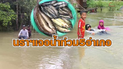 นราฯเจอน้ำท่วม5อำเภอ พลิกวิกฤตจับปลาขายวันละ600บาท