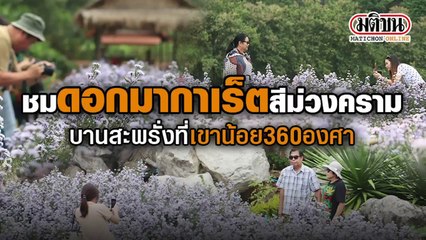 ชมดอกมากาเร็ตสีม่วงคราม บานสะพรั่งที่เขาน้อย360องศา