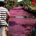 These pink flowers in Kozhikode waters amuse visitors but have a harmful side