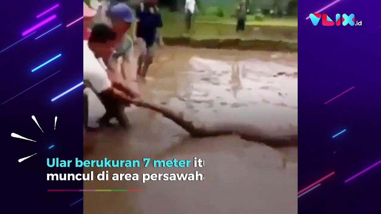 Ular Piton Raksasa Masuk Sawah, Malah Jadi Mainan Warga