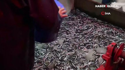 Karadeniz'de ağlar hamsiyle doldu