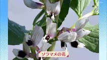 やさいの時間　もえのプランター菜園「目の前でとりごろに！ソラマメ」