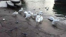 Swans clean their feathers