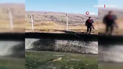 Ölmek üzere olan tilkiyi kurtarma operasyonu kamerada