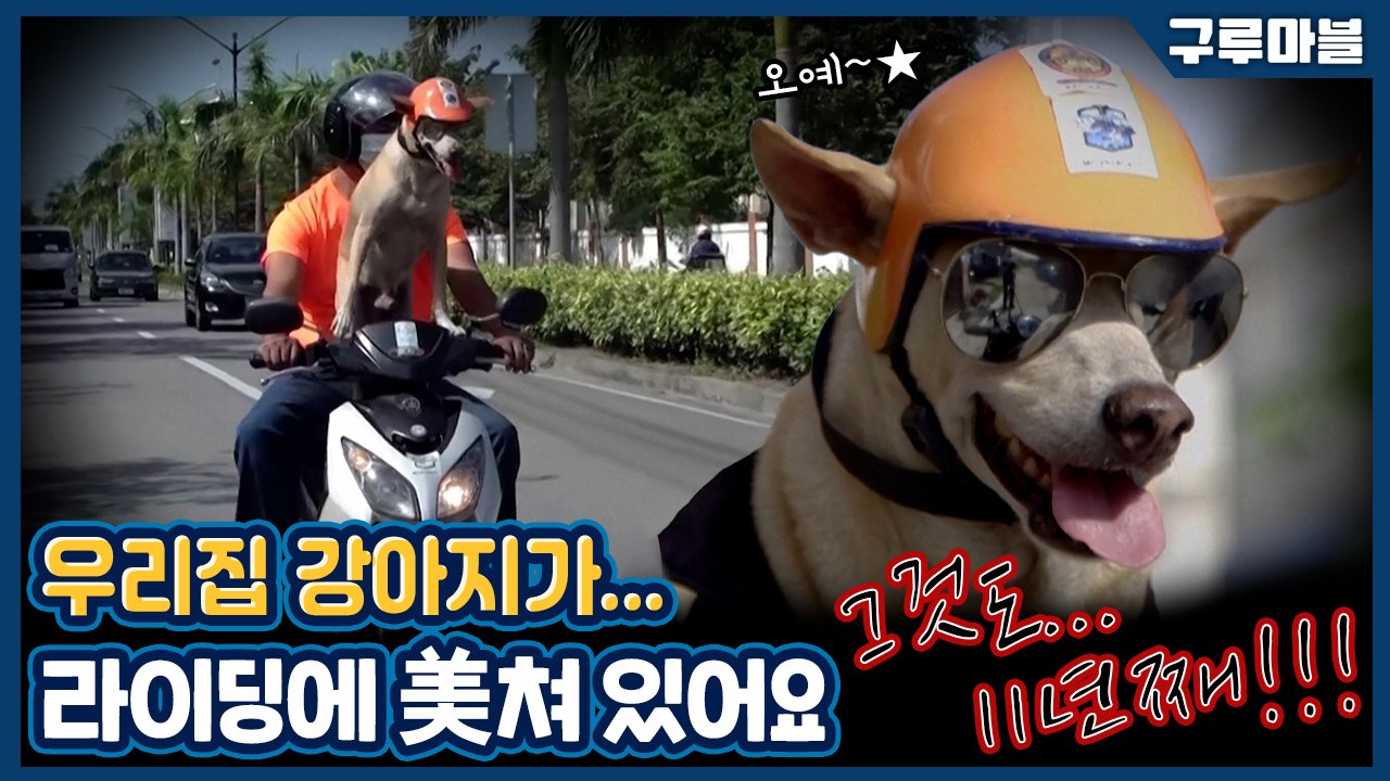 [구루마블] 전국 일주가 꿈, 오토바이 타는 강아지 / YTN