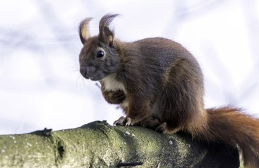 A squirrel got drunk after eating a fermented pear