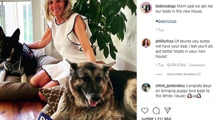 Joe Biden verletzt sich beim Spielen mit seinem Schäferhund