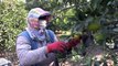 MERSİN - Çukurovalı kadınlar turunçgil hasadıyla aile ekonomisine katkı sağlıyor