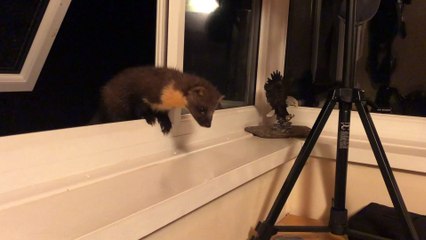 A cheeky Scottish pine marten surprised a wildlife lover in Ardnamurchan
