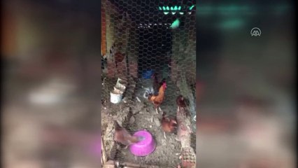 ANTALYA - Kümese giren pitbull tavukları telef etti