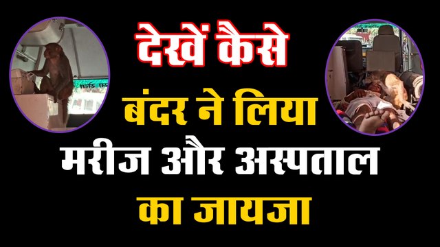 देखें कैसे बंदर ने लिया मरीज और अस्पताल का जायजा