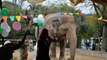 Après 34 ans de maltraitance dans un zoo, un éléphant va rejoindre une réserve naturelle au Cambodge
