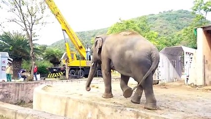 Einsamster Elefant der Welt hat neues Zuhause