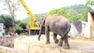 Einsamster Elefant der Welt hat neues Zuhause