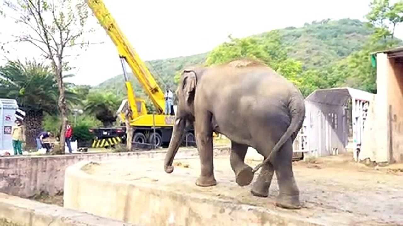 Einsamster Elefant der Welt hat neues Zuhause