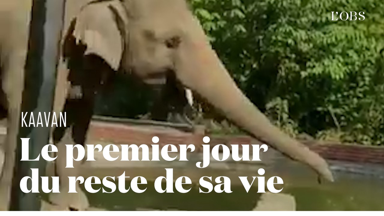 L'émouvant sauvetage de l'éléphant Kaavan, le protégé de Cher