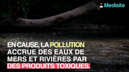 Les poissons à limiter pour votre santé