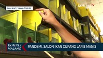 Salon Ikan Cupang Laris Manis Selama Pandemi