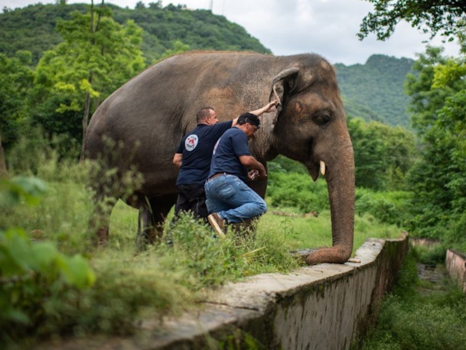 'Einsamster Elefant der Welt' hat ein neues Zuhause