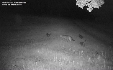 L’Hérault : une nouvelle espèce de chats fait son apparition !