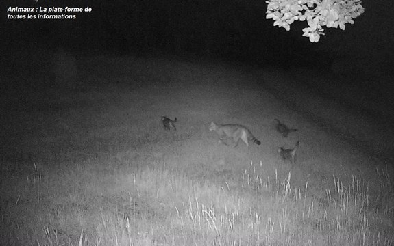 L’Hérault : une nouvelle espèce de chats fait son apparition !