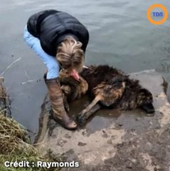 Chien noyé par sa propriétaire avec du poids attaché à sa laisse : le geste héroïque de cette passante qui le sauve de la rivière !