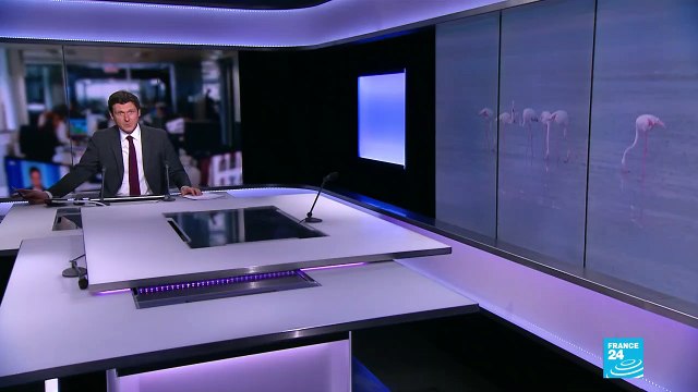 Pink flamingos touch down in Cyprus salt lake