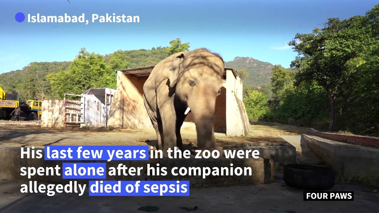 Cher 'happy and proud' for Kaavan the elephant's arrival in Cambodia