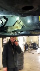 Rabbit Freed From Car and Released