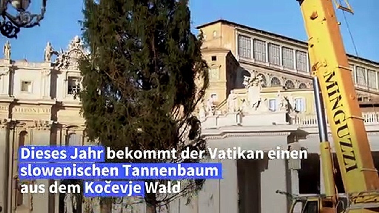 Weihnachtsbaum im Vatikan stammt aus Slowenien