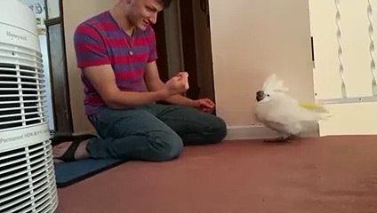 Il fait croire à son perroquet qu'il lui a volé son nez