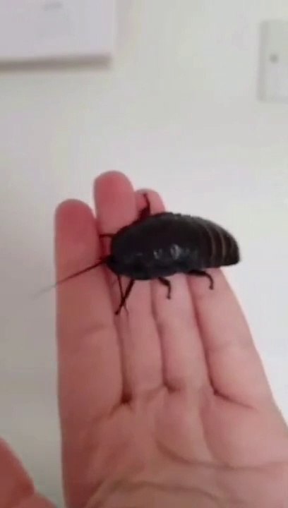 Certains ont des chiens, lui a des insectes... Animaux de compagnie insolites