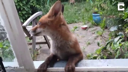 Cet homme s'est fait de nouveaux amis... des renardeaux adorables