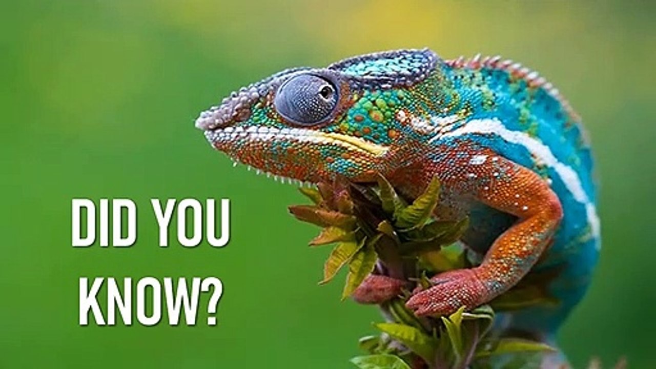 Chameleons change color to reflect their moods.