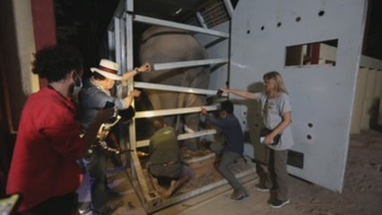 El "elefante más solitario del mundo" llega a su nueva casa en Camboya