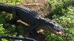 Alligator Blocks Motorcyclists Path