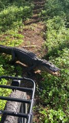 Alligator Blocks Motorcyclists Path