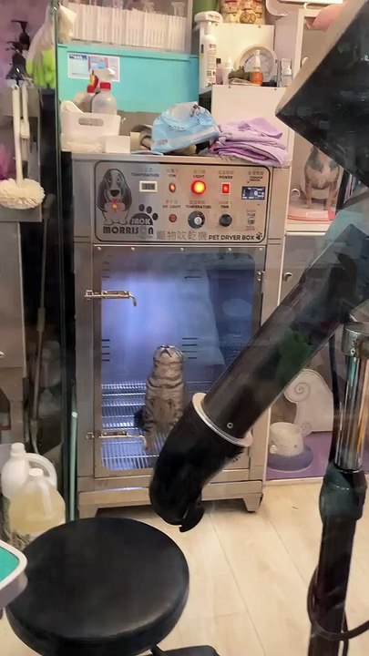 Kitty Loves Getting Dried Off after Bath