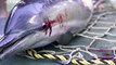 Petição para travar morte acidental de golfinhos na UE