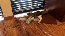 まるさん大興奮！ビニール遊びで奥義炸裂！【三毛猫のまる】