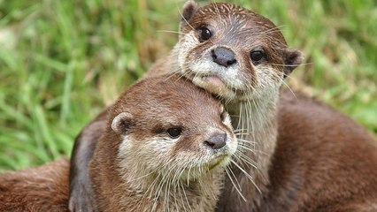 Flipper Flop? Otters' 'Manhood' Bone Suffering From Dirty Water