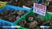 Alimentation : le commerce des huîtres en danger