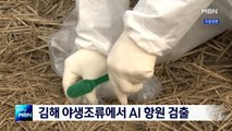 [종합뉴스 단신] 김해 야생조류에서 AI 항원 검출…일대 통제·방역 강화