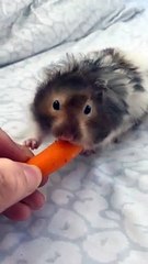 Hamster Wants to Consume the Entire Carrot